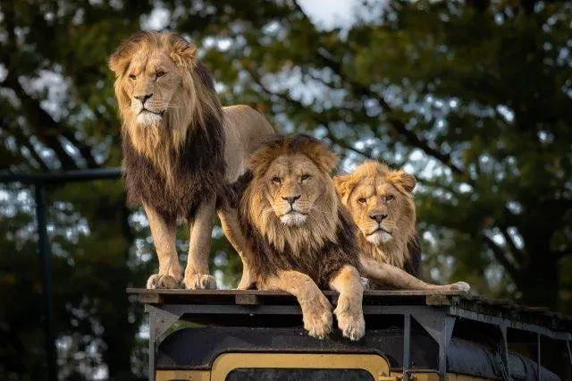 8-Day Wonders of Kenya & Tanzania - Mid-Range - Tanzania safari