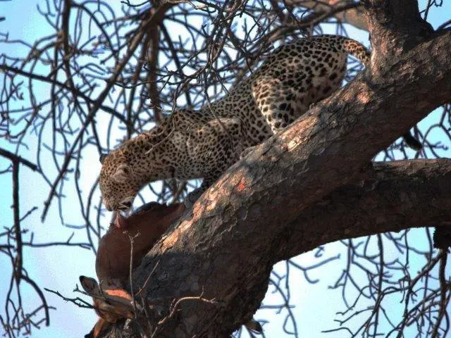 Experience 4-Day Touch of Wilderness - Mid-Range - Tanzania safari gallery image