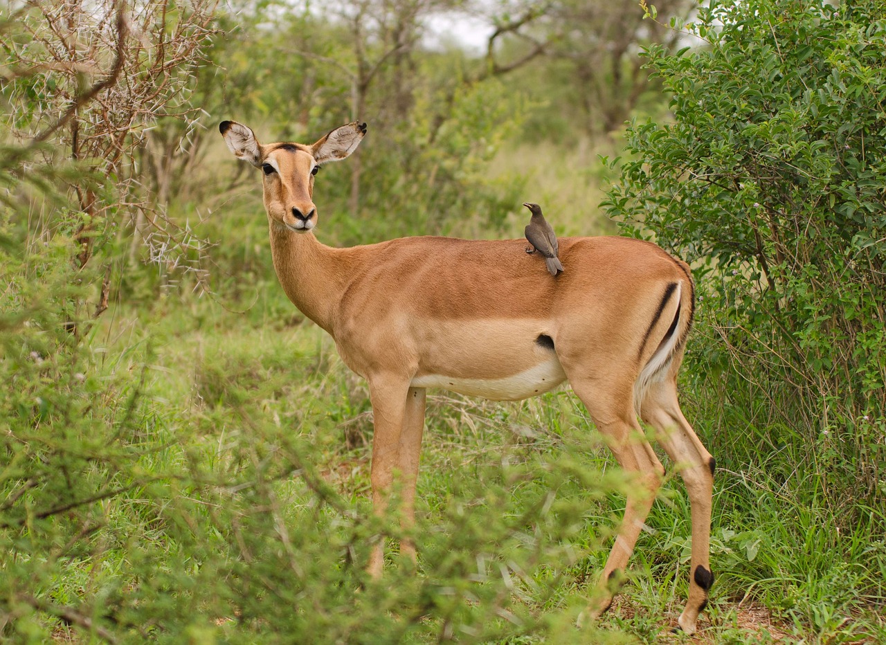 1-Day Mikumi National Park by Train from Dar Es Salaam  - Tanzania safari gallery image