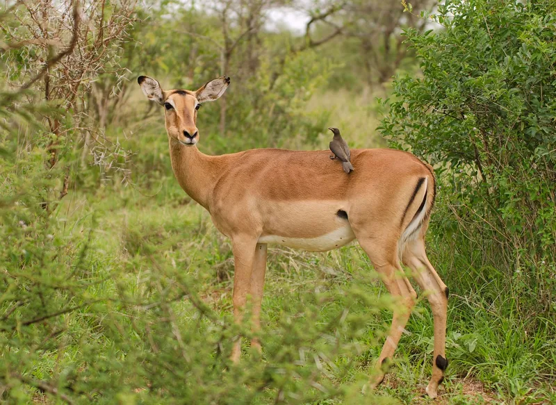 1-Day Mikumi National Park by Train from Dar Es Salaam  - Tanzania safari