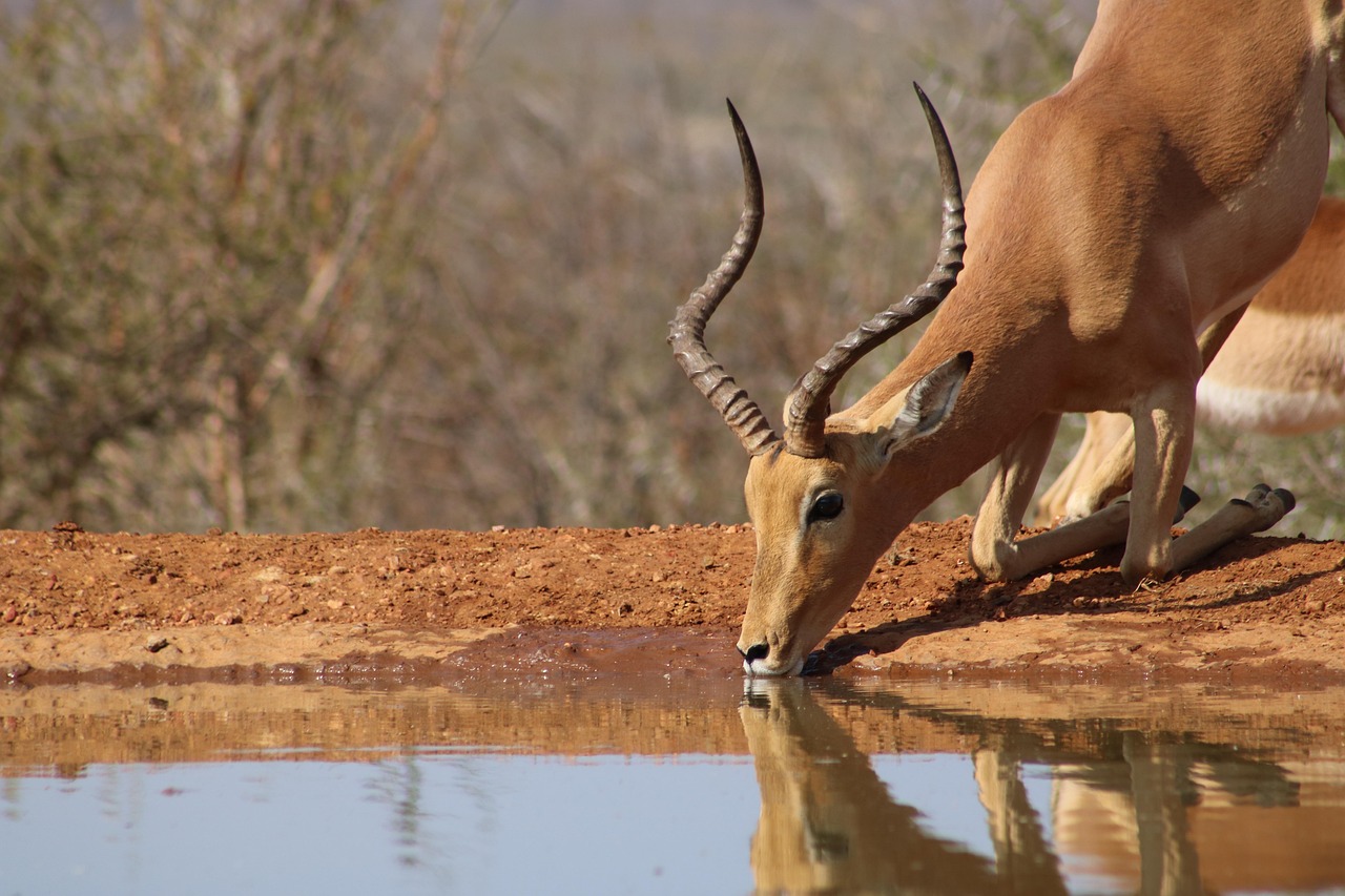 2-Day Tarangire and Ngorongoro from Arusha, Private Tour - Tanzania safari gallery image