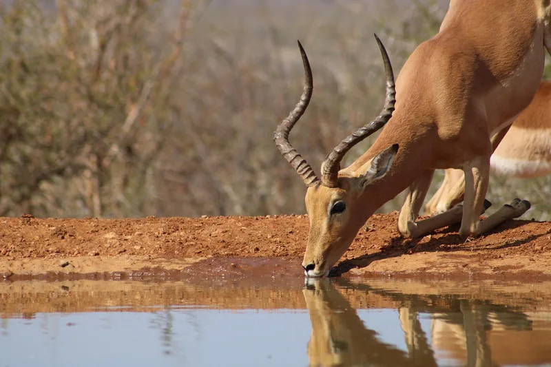 2-Day Tarangire and Ngorongoro from Arusha, Private Tour - Tanzania safari