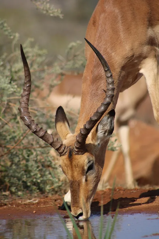 2-Day Fly-in from Zanzibar to Tarangire and Ngorongoro - Tanzania safari