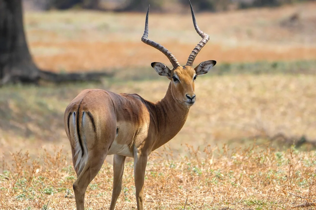 10-Day The Best of Zambia gallery image