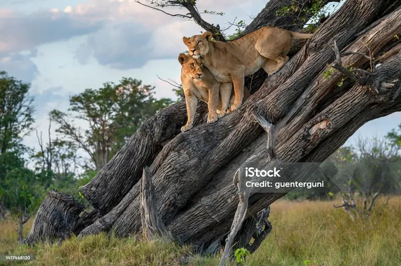 5-Day Moremi and Chobe National Park gallery image