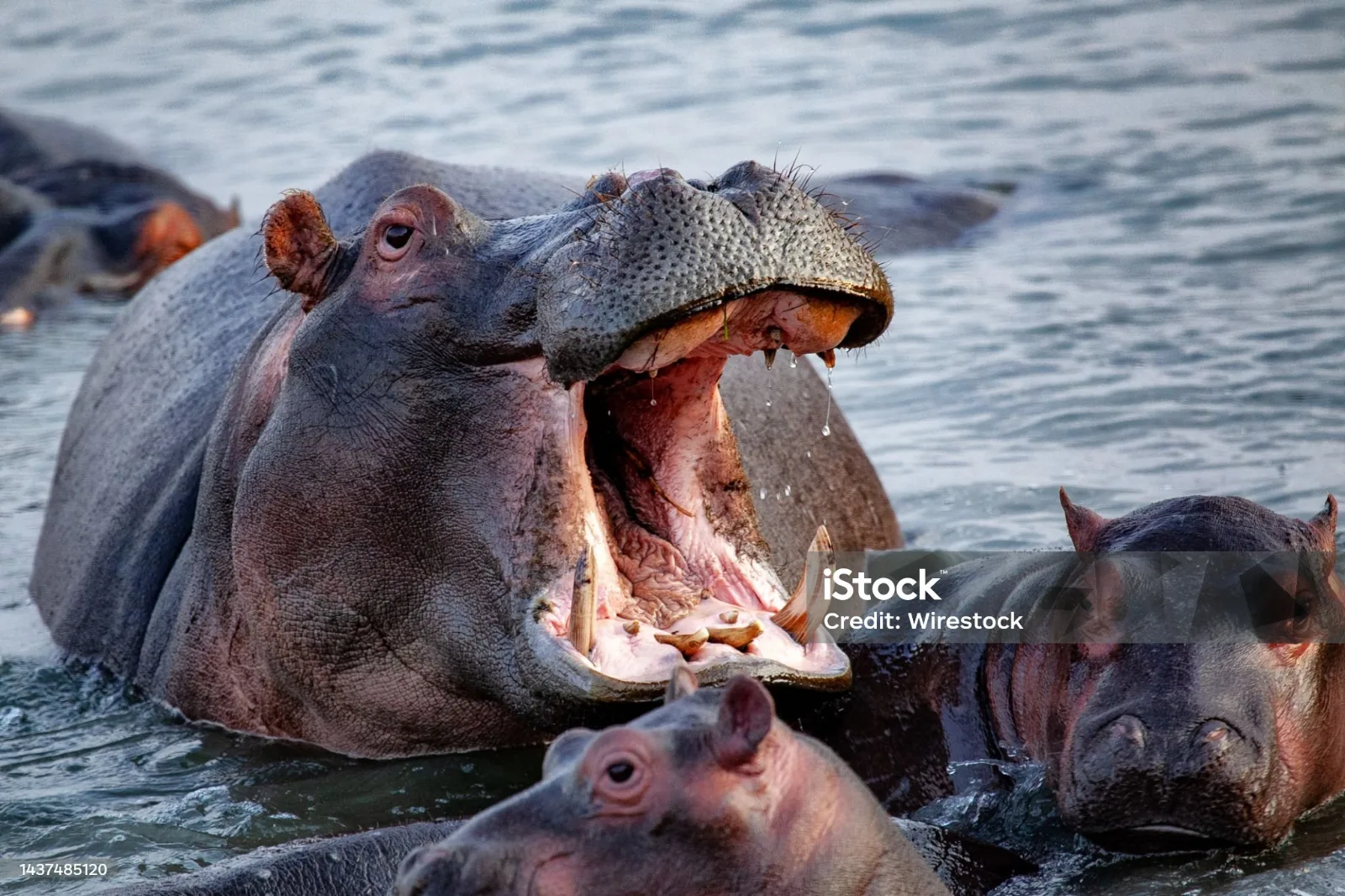 5-Day Victoria Falls & Chobe a' Zambezi River Lodge Tour gallery image