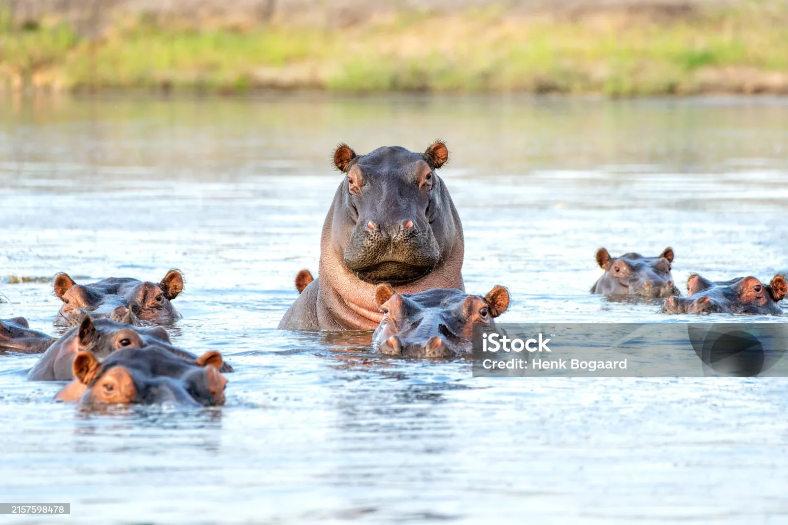 5-Day Victoria Falls and Botswana Standard Tour gallery image