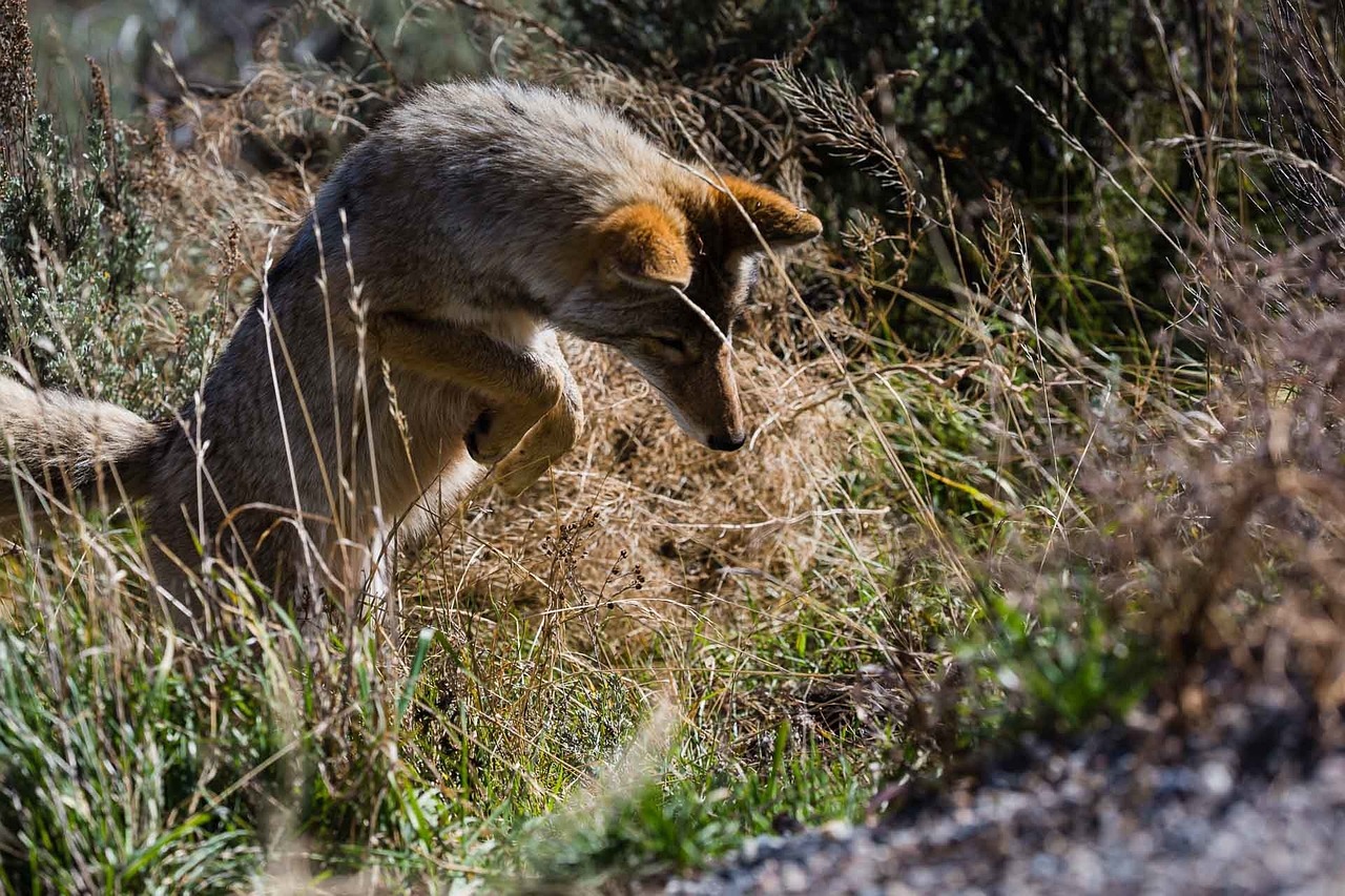 1-Day Private Game Drive Safari to Mikumi from Zanzibar - Tanzania safari gallery image