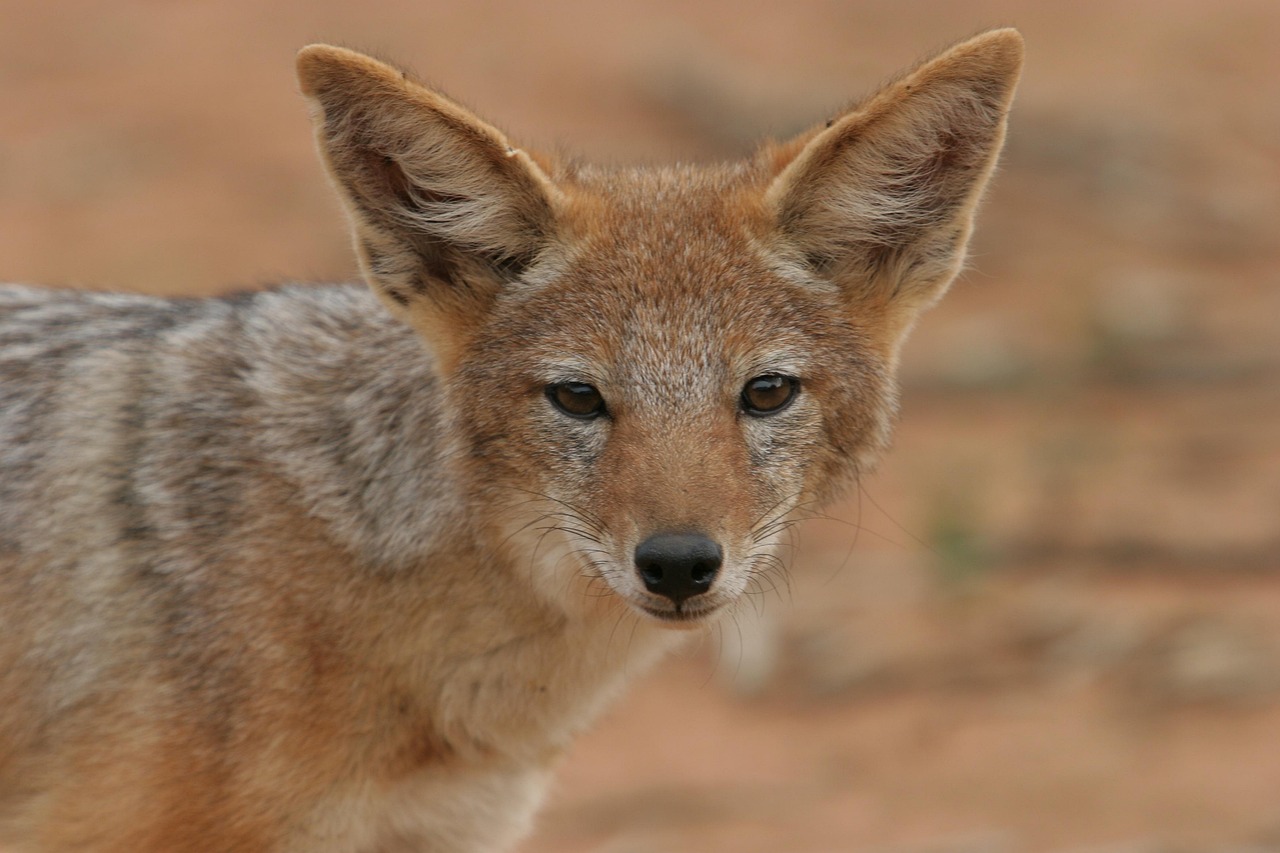 11 Days  Botswana Eagle Group Camping Safari gallery image
