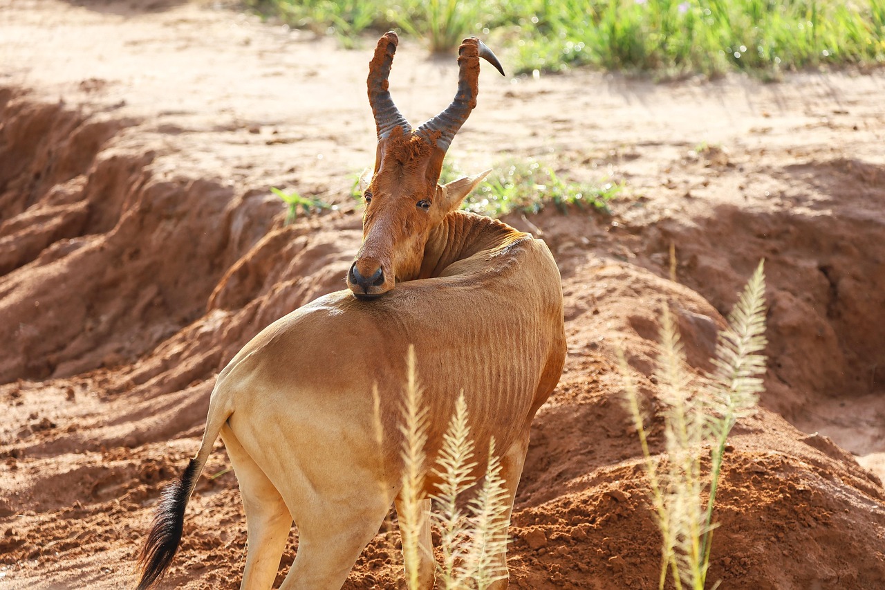 5-Day Tarangire, Serengeti & Ngorongoro Amazing Trip - Tanzania safari gallery image