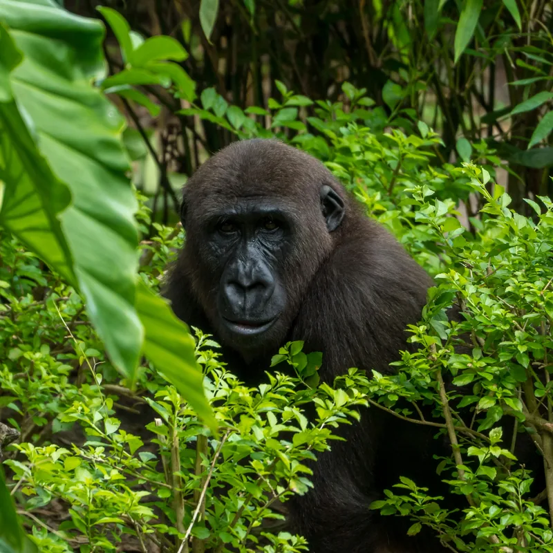 6-Day Best of Rwanda Mid-Range Safari - Rwanda