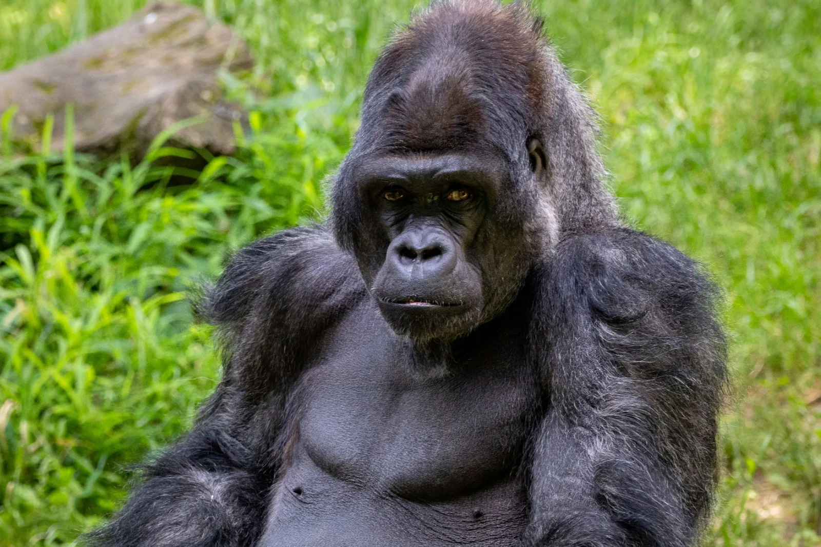 4-Day Gorilla Trek Bwindi Uganda & Golden Monkeys Rwanda gallery image