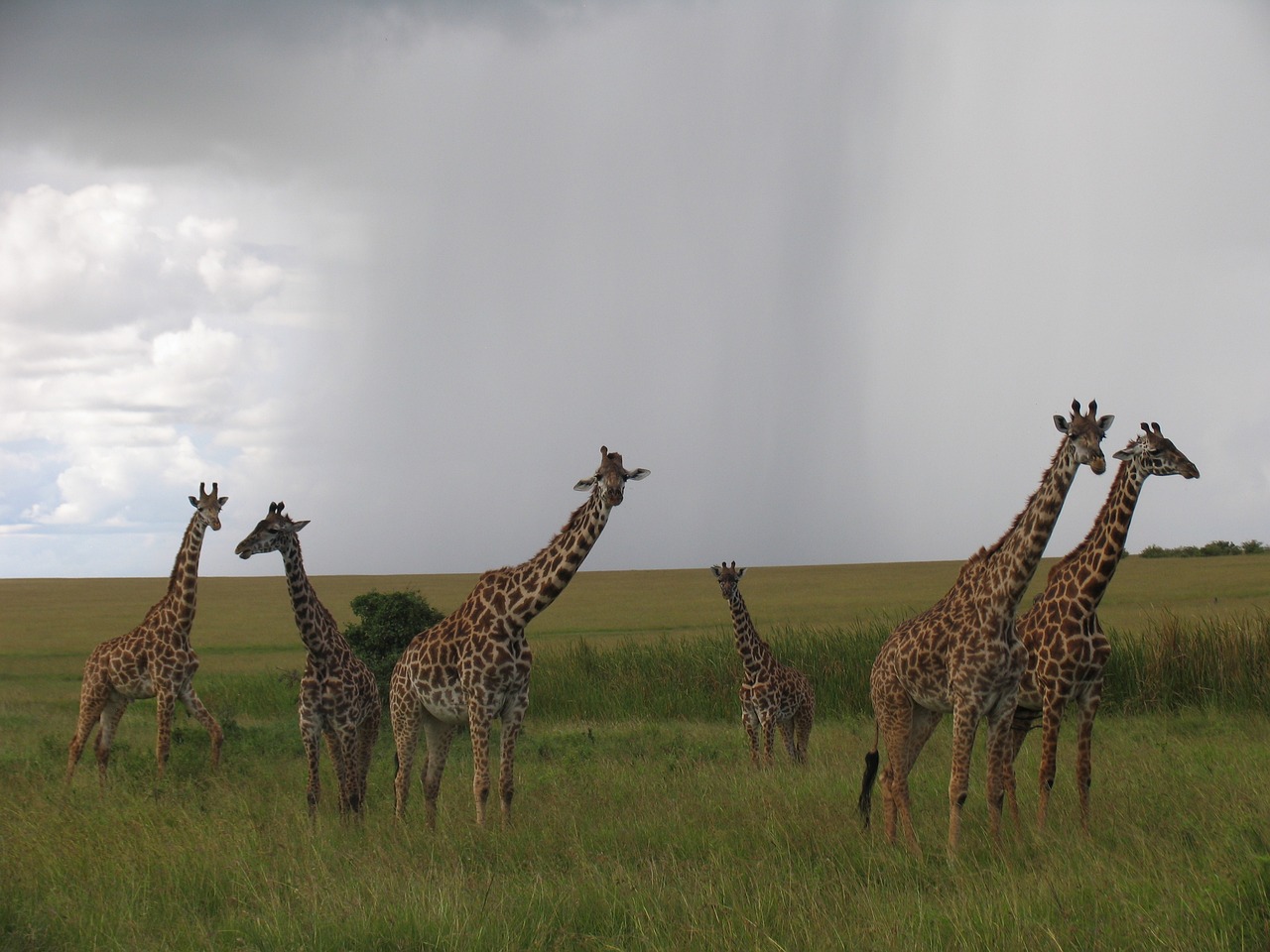 3-Day Mikumi National Park by Train  - Tanzania safari gallery image