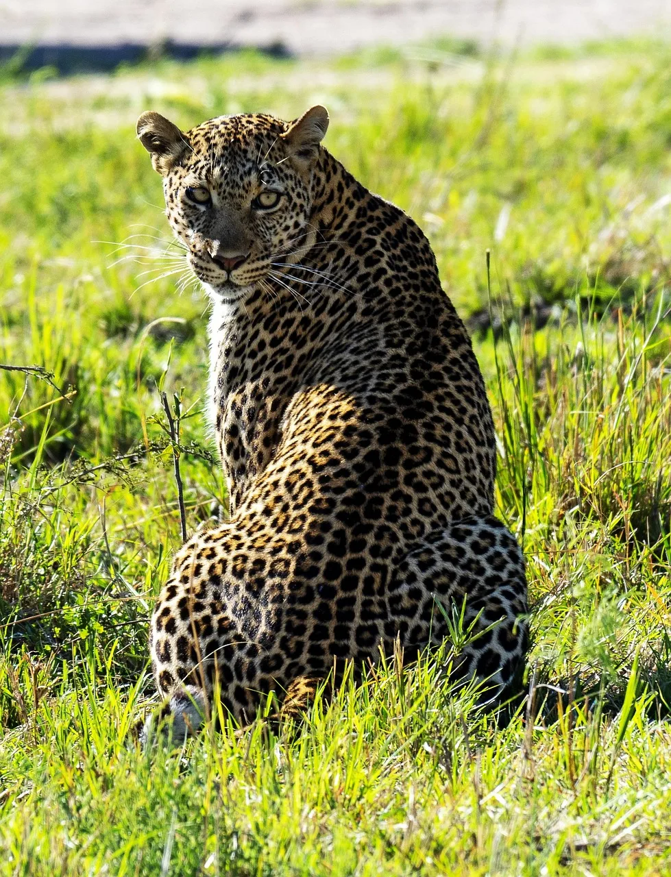 5-Day Explore Masai Mara, Nakuru & Naivasha Private - Kenya safaris gallery image