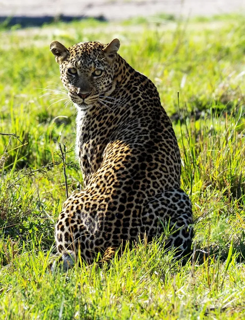 7-Day Luxurious Adventure to the Wildlife Prolific Parks - Kenya safaris gallery image