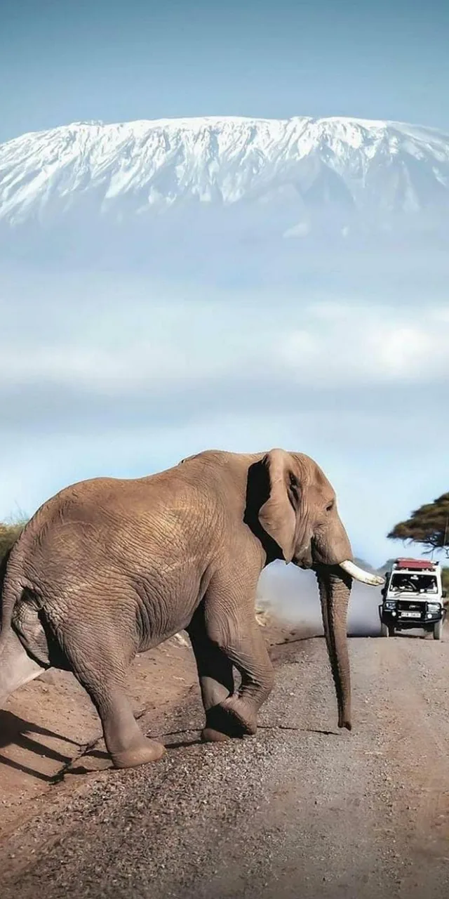 7-Day Luxurious Adventure to the Wildlife Prolific Parks - Kenya safaris gallery image