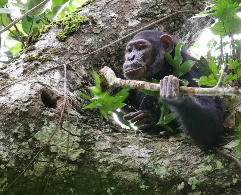 1-Day Chimpanzee Trek in Kibira National Park gallery image