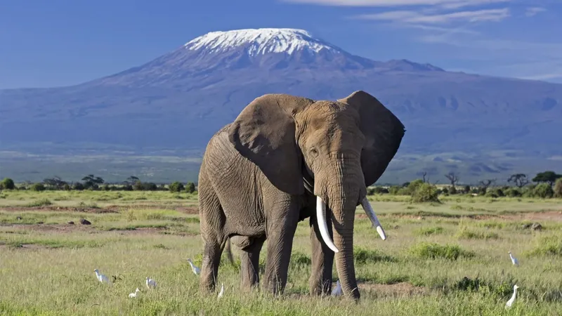From Maasai Mara to Serengeti 10-Day Shared Kenya - Tanzania Safari Through Africa's Greatest Parks