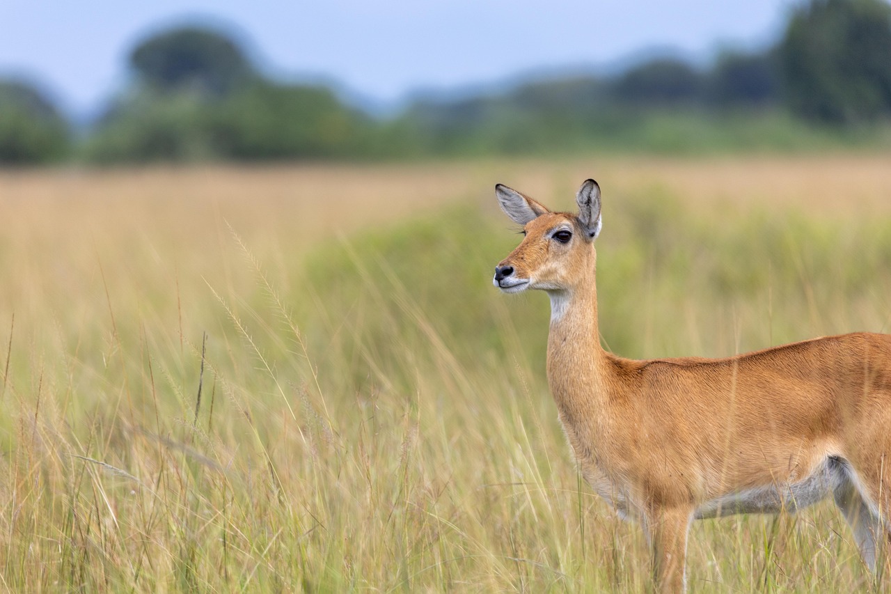3-Day Lake Mburo and Queen Elizabeth Wildlife Tour gallery image