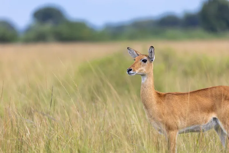 3-Day Lake Mburo and Queen Elizabeth Wildlife Tour gallery image