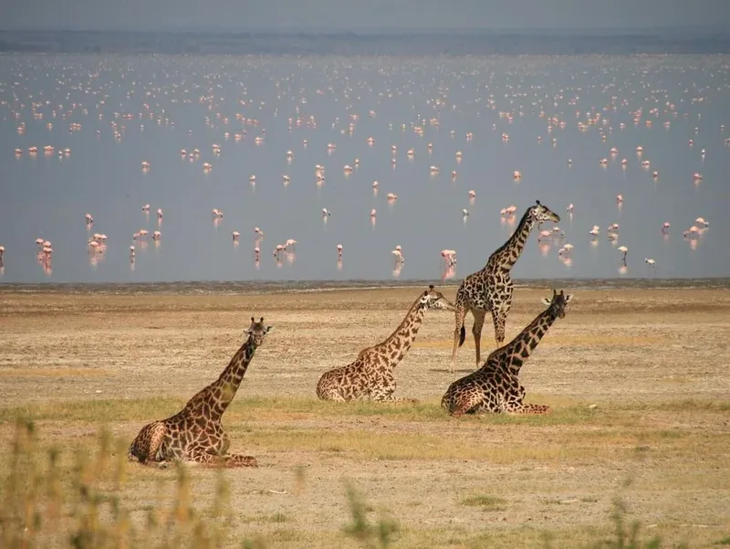 2-Day Luxury Safar from Zanz'B to Tarangire & Ngorongoro
