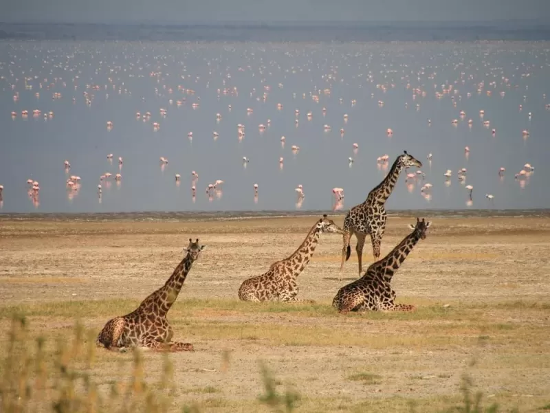 9-Day Unique Honeymoon Safari & Zanzibar Beach Vacation - 2026  2027 2028 gallery image