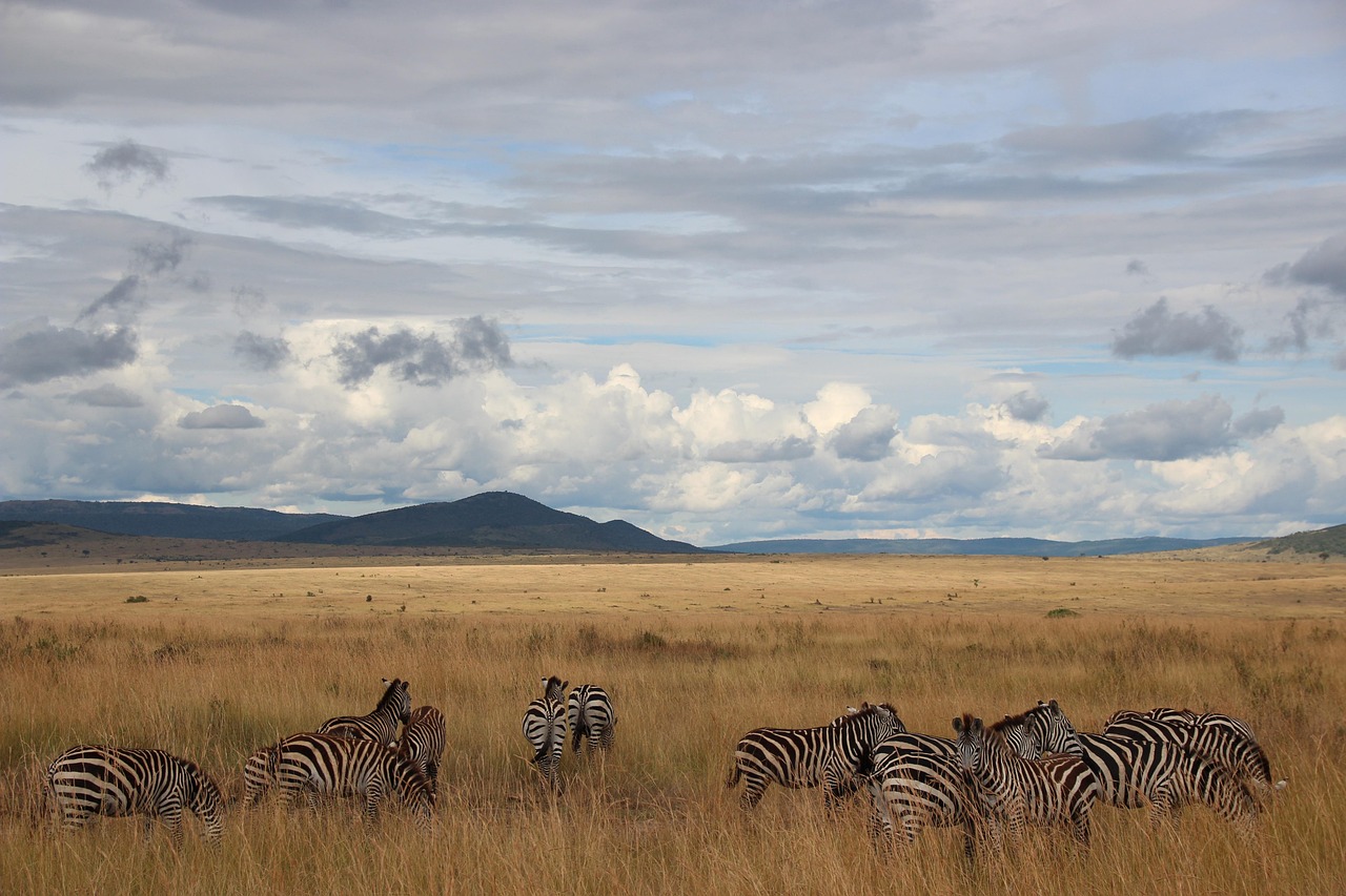 12-Day Discovering Tanzania and Zanzibar Safari - Tanzania safari gallery image