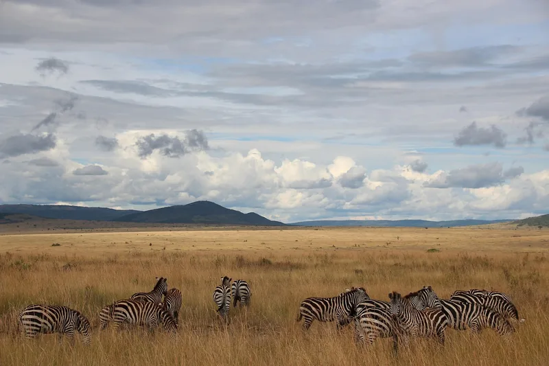 ½-Day Mikumi National Park - Halfday Tour  - Tanzania safari gallery image