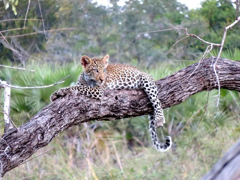 4-Day Fly into Serengeti Safari Experience from Zanzibar - Tanzania safari gallery image