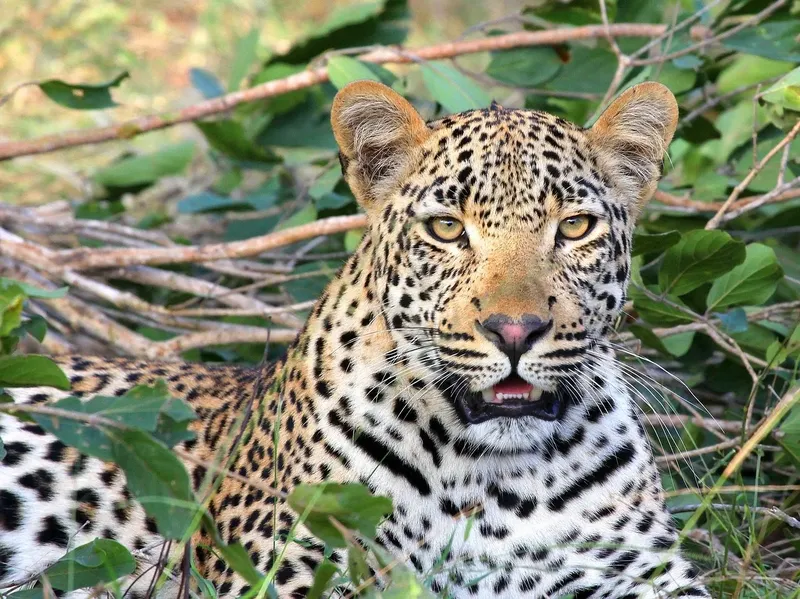14-Day East Africa Trip Uganda Kenya Tanzania & Zanzibar - Kenya & Tanzania safari gallery image