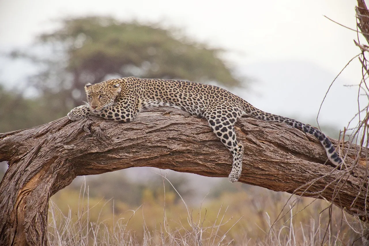 3-Day Big Five Safari Garden Route Game Lodge gallery image