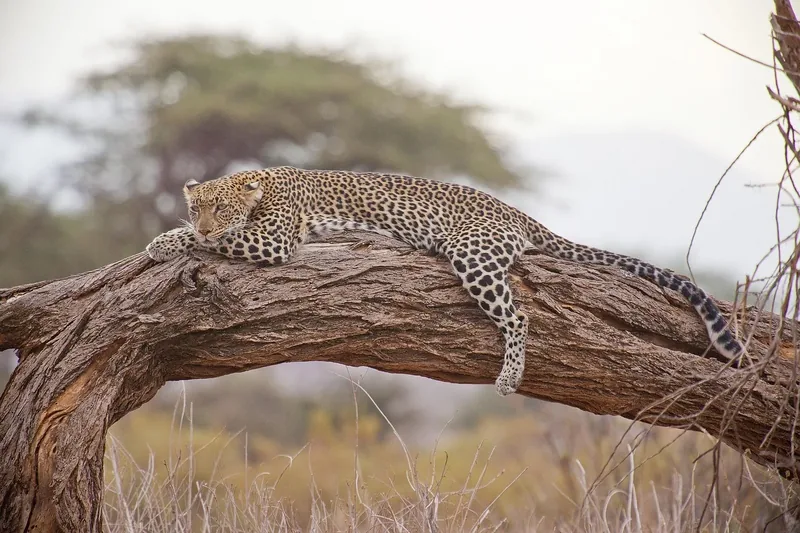 7-Day Best Private Kenya Safari in 4 X 4 Landcruiser - Kenya tours