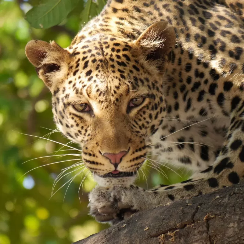 2-Day | Private Premium Luxurious Lodge Safari - Tanzania safari