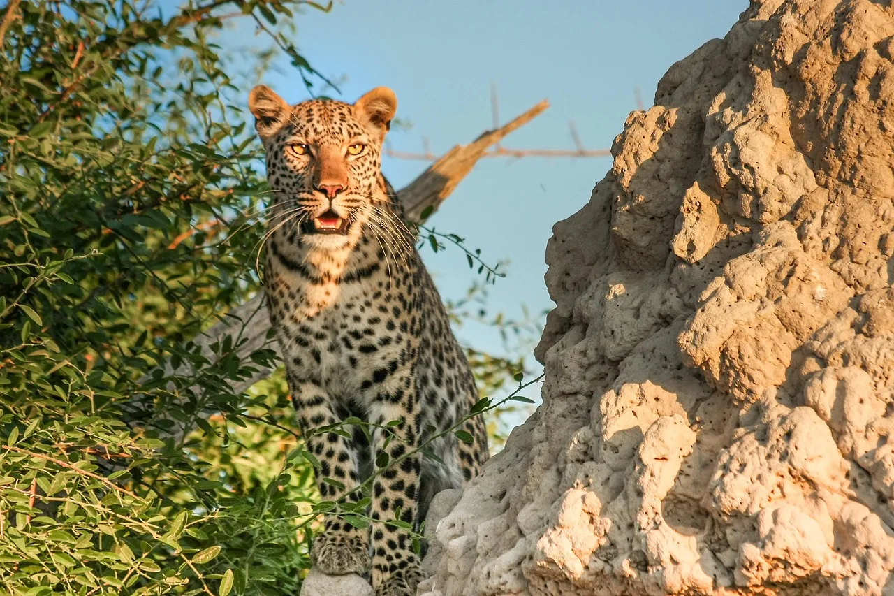 4-Day Okavango Classic Fly-in Safari at Moremi Crossing gallery image