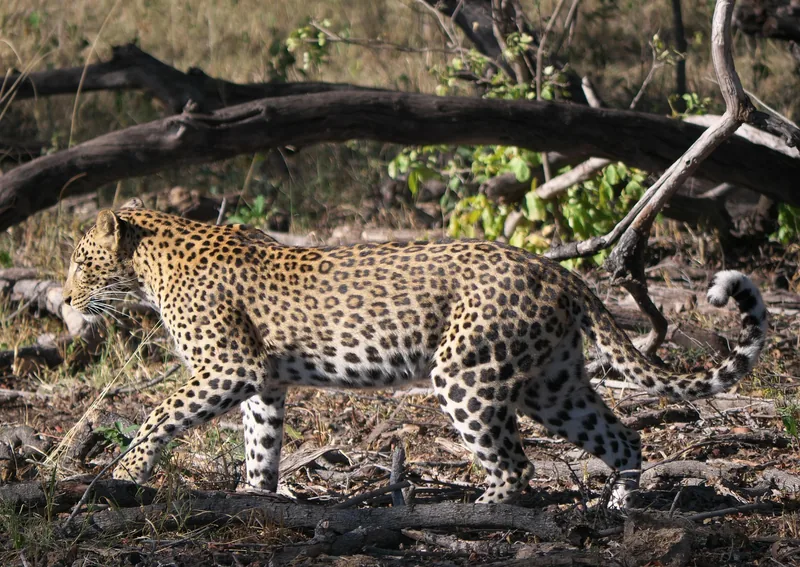 11 Days  Botswana Eagle Group Camping Safari gallery image