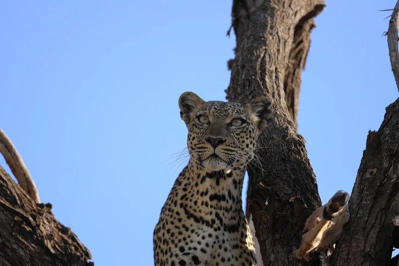 12-Day Incredible Safari of Game Drive, Stone Age, Hiking - Tanzania safari gallery image