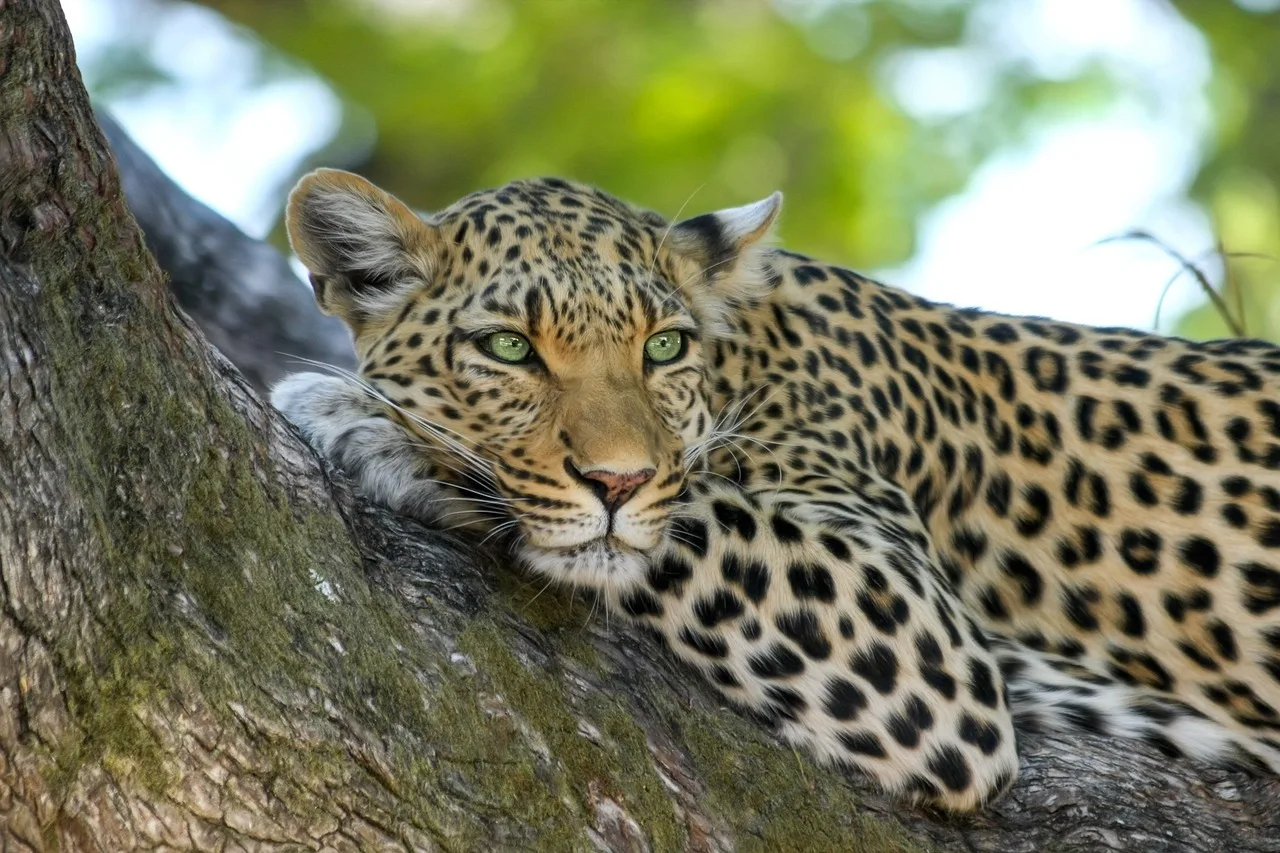 1-Day Private Kruger Safari Adventure from Hazyview gallery image