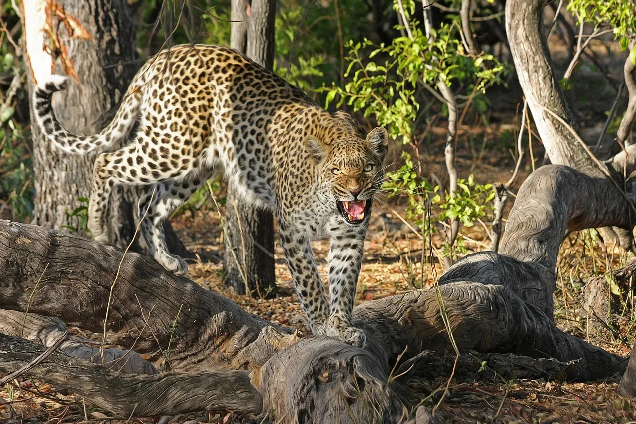 14-Days  Victoria Falls, Kruger, Cape Town & Winelands gallery image