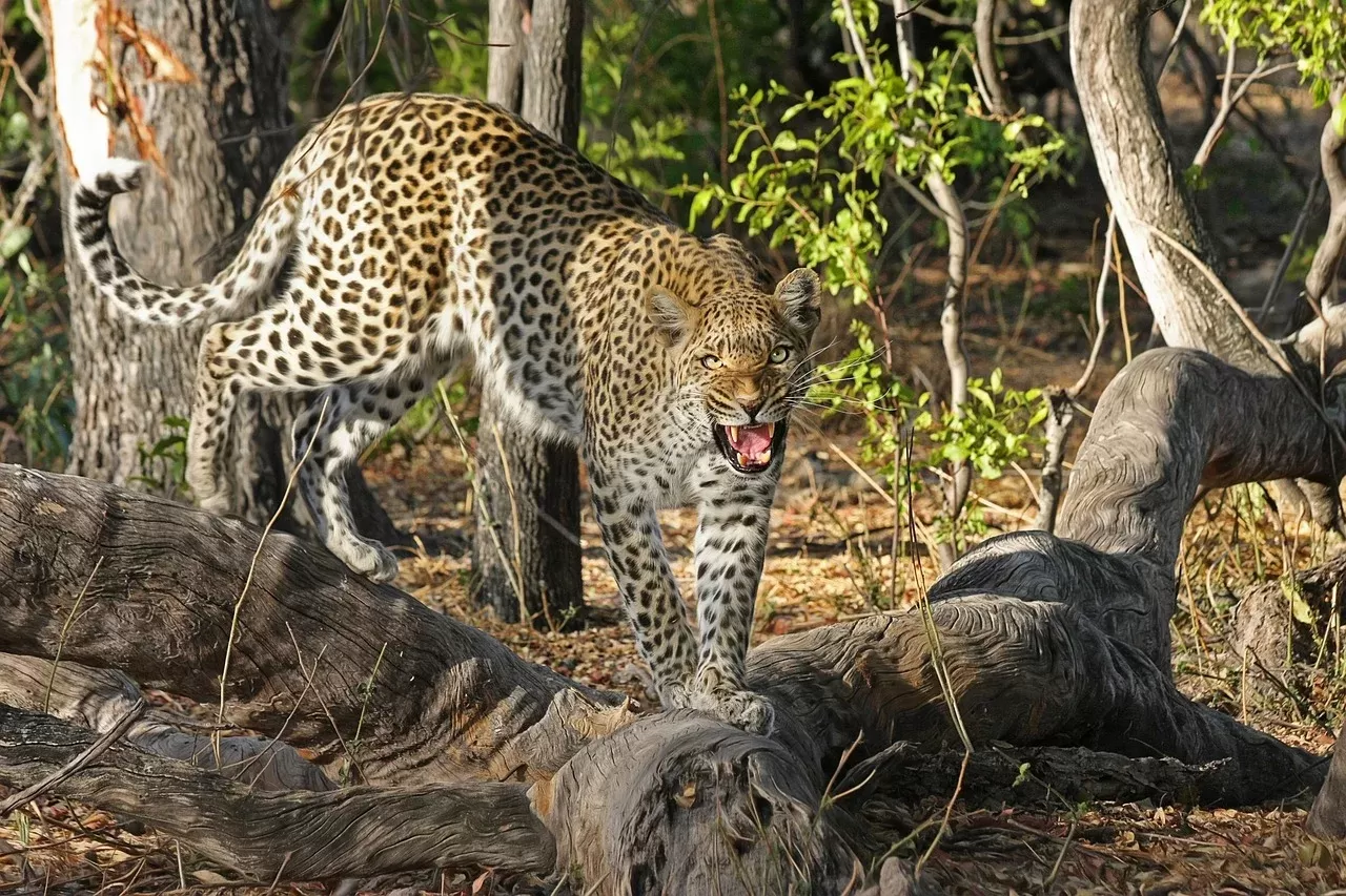 14-Days  Walking Safari in South Africa and Swaziland hero photo
