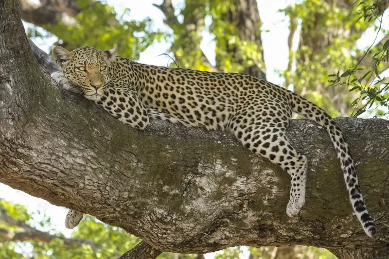 2-Day Big 5 Aquila Reserve a 2Hr Drive from Cape Town gallery image