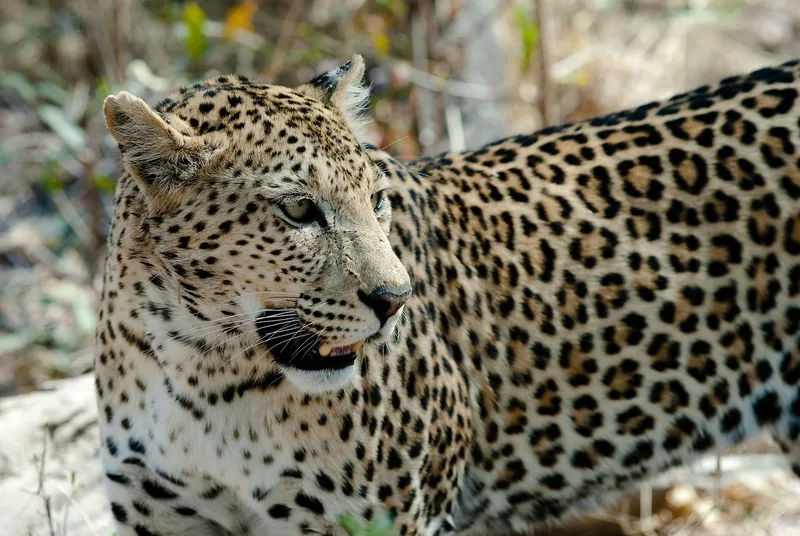 4-Day Fly in Serengeti from Zanzibar - 2 Nts Four Season - Tanzania safari