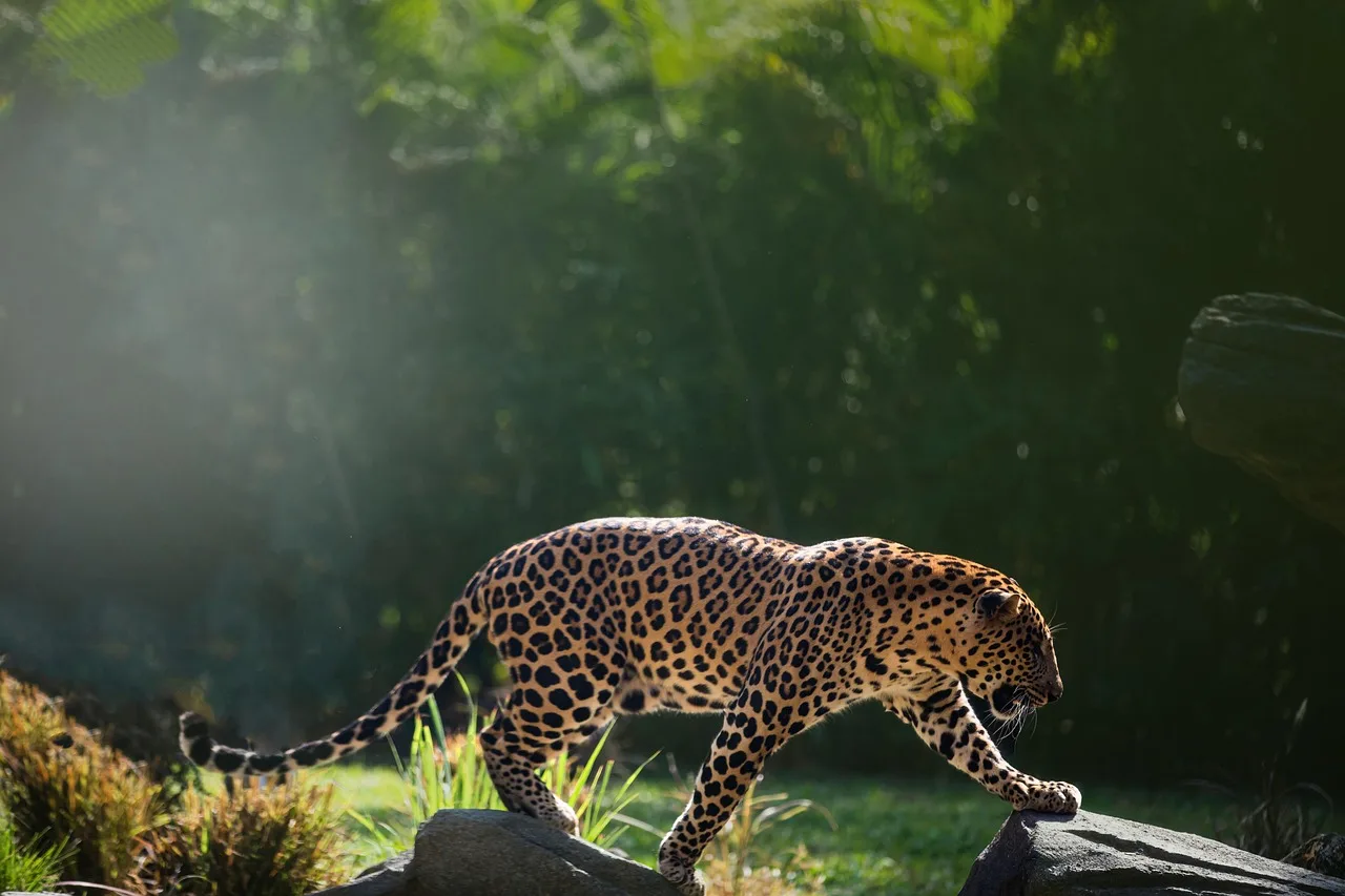 12-Days  Luxury Kruger Safari & Mauritius Escape gallery image