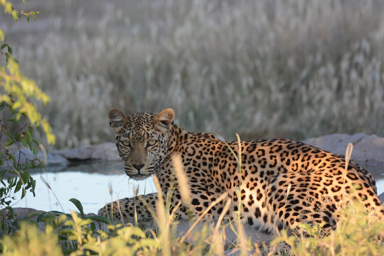 9 Days  Chobe, Makgadikgadi, Okavango & Moremi gallery image
