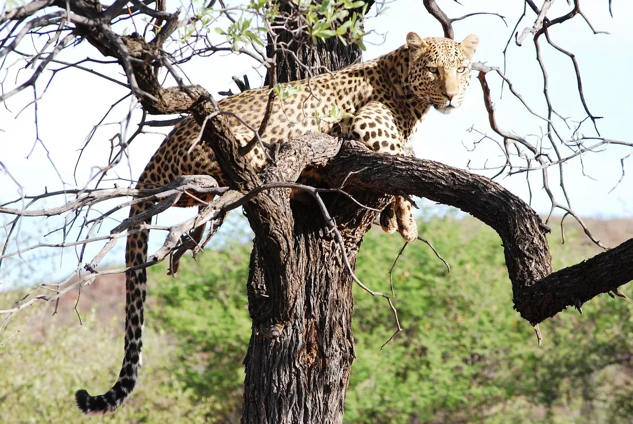 3-Day To Ngorongoro, Tarangire & Kilimanjaro Waterfalls - Tanzania safari hero photo