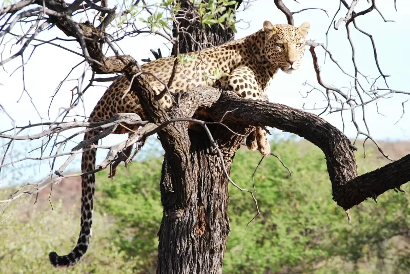 Joining group 3-Day Serengeti and Ngorongoro Fly-in Safari - Tanzania safari