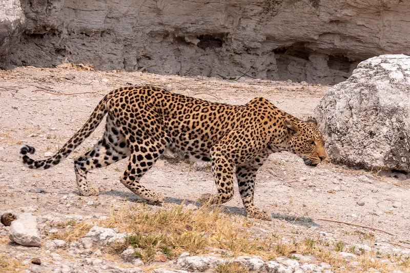  9 Days  Ultimate Wildlife Adventure gallery image