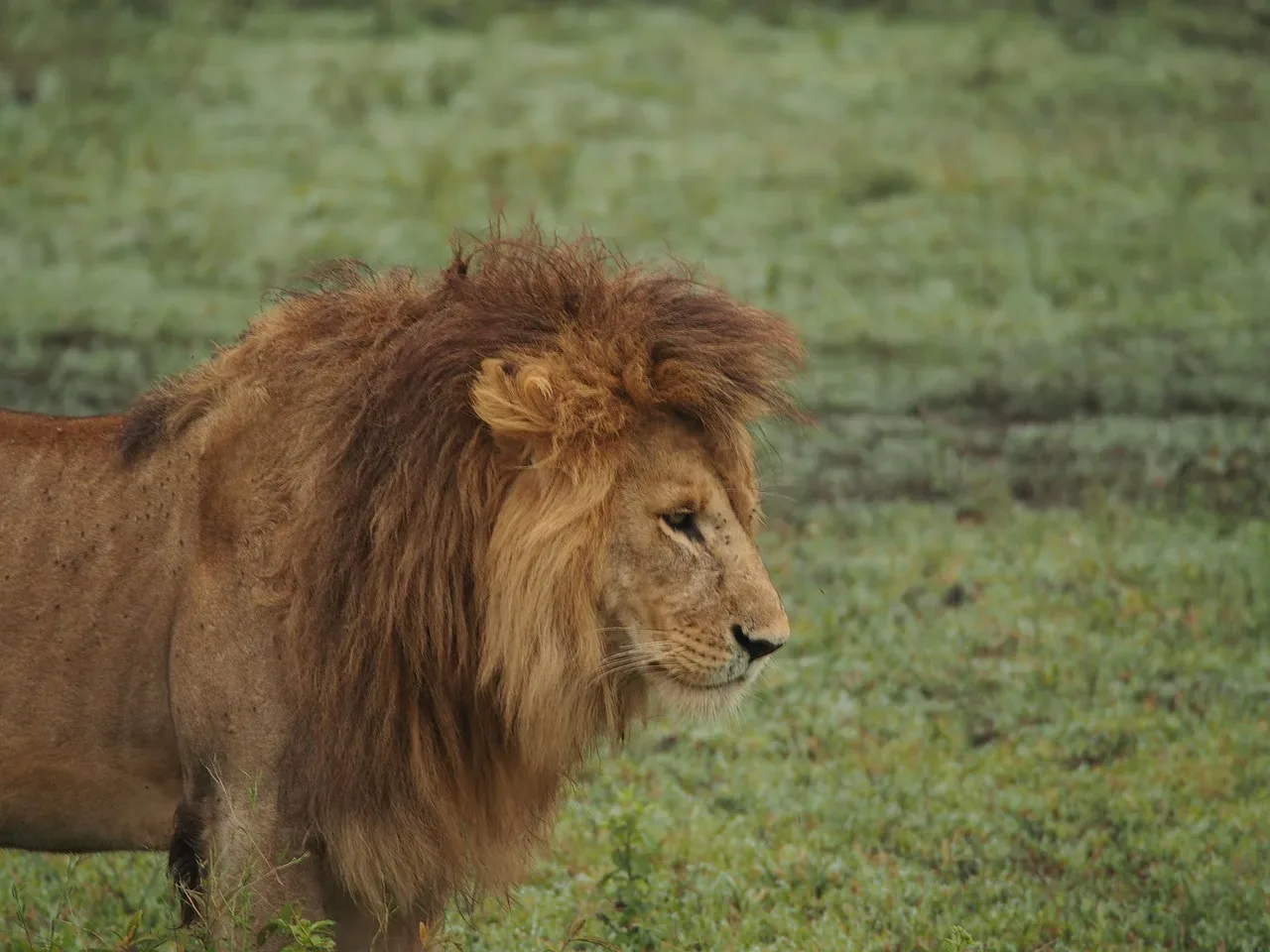3-Day Best Choice Safari - Tanzania safari hero photo