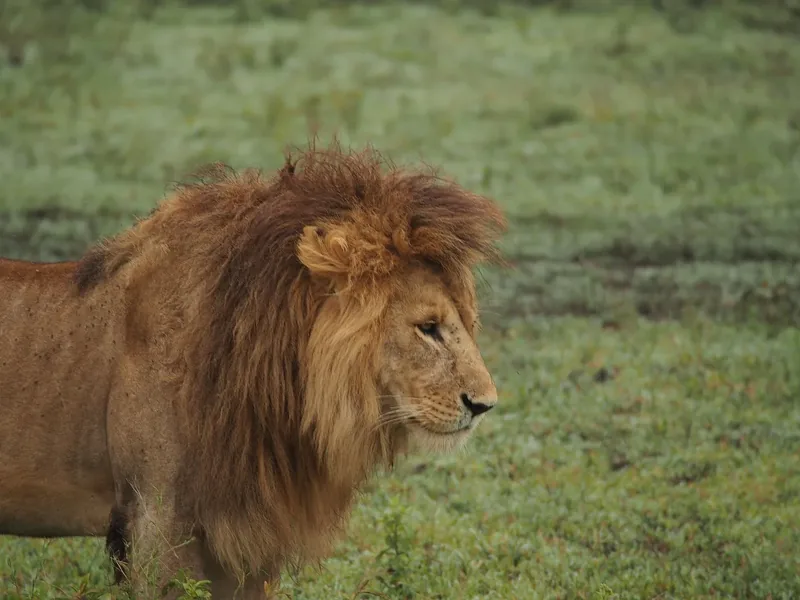 3-Day Best Choice Safari - Tanzania safari