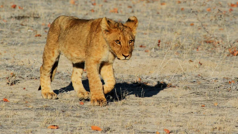 2-Day Mikumi National Park Private Safari& Maasai Tour - Tanzania safari gallery image