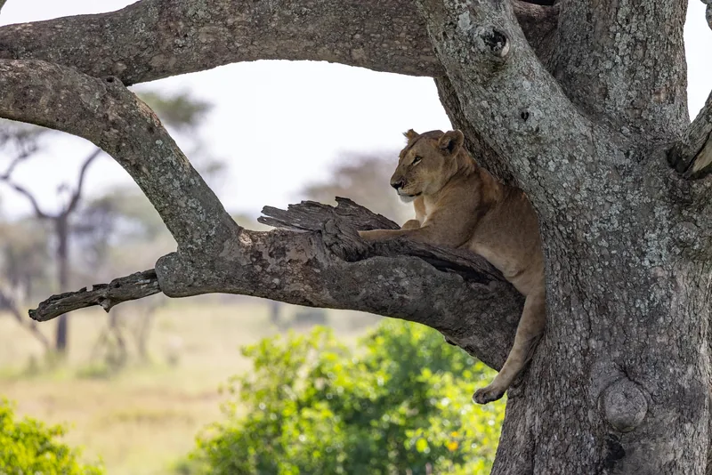 1-Day Memorable Safari Trip to Lake Manayara NP gallery image